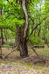 Fototapeta premium Close up shot of big old tree