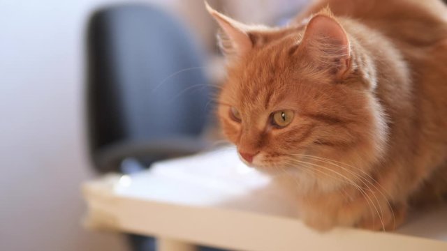 Angry ginger cat sits on white table. Fluffy pet seems to be irritated. Cute domestic animal at cozy home.