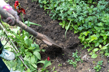 Man plants plants in the garden