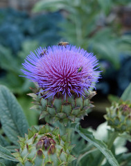 Blooming artichoke