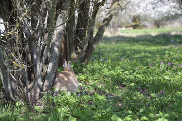 Red fluffy rabbit in the grass