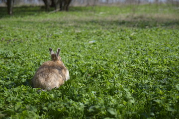 Red fluffy rabbit in the grass