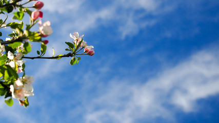 Kwitnąca jabłoń na tle błękitnego nieba