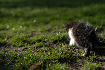 Little kitten alone on the street