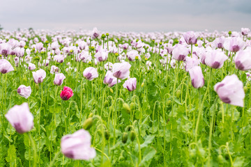 Obraz na płótnie Canvas Beautiful and colorful field of white poppy flowers