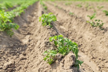 Young plants potatoes in the garden, hobbies, vegetable garden