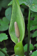 Arum besserianum blooms in the forest in spring.