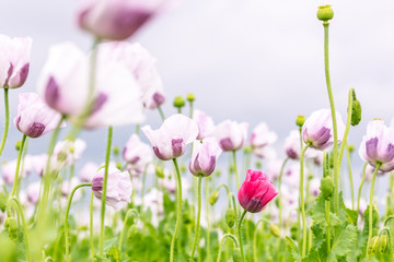 Beautiful and colorful field of white poppy flowers