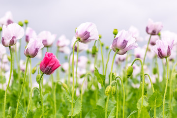 Beautiful and colorful field of white poppy flowers