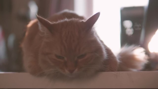 Angry ginger cat sits on white table. Fluffy pet seems to be irritated. Cute domestic animal at cozy home.