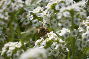 Bee in white flowers with nector ball
