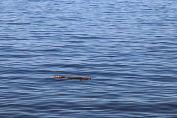 Obraz premium Driftwood stick floating on calm blue water