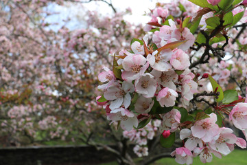 Pink-white blossoms (flowers) on crabapple tree