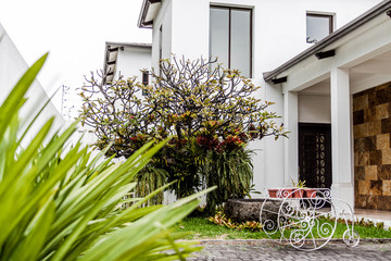 tree in front of a house