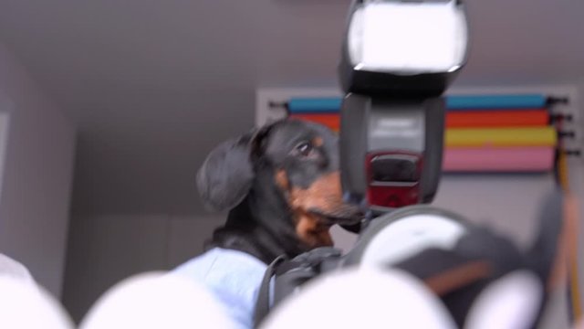 serious professional photographer dog dachshund photographs in photo studio with a large camera and flash