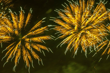 Bright colorful firework as huge exotic flowers , multicolored glowing spheres and flickering...