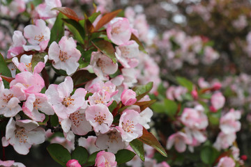 Pink-white blossoms (flowers) on crabapple trees
