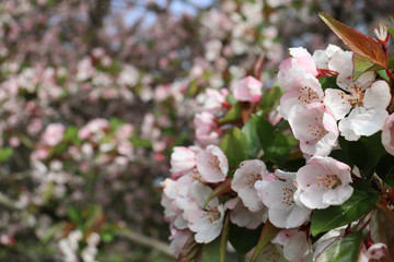 Pink-white blossoms (flowers) on crabapple tree