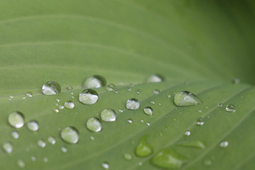 Closeup of beads of water droplets on hosta leaves