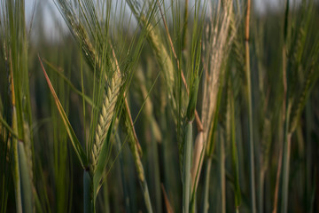 Green wheat spike close up