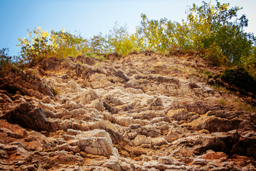 pine tree in the mountains