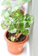 Green home indoor plants. Indoor plants by the window.
