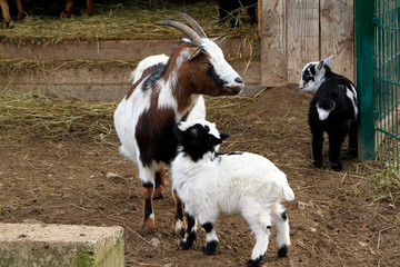 Naklejka na ściany i meble Pygmy Goat, Domestic goat, Goat, Bad Liebenstein, Thuringia, Germany, Europe