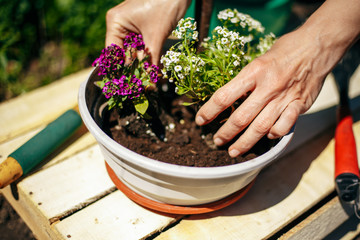 Closeup of woman's hands holding and adjusting two flowers just being transplanted into a pot. Gardener with purple and whote flowers on a sunny day. Horticulture and home garden concept.