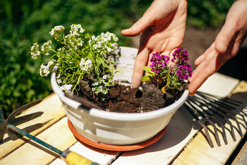 Closeup of woman's hands holding and adjusting two flowers just being transplanted into a pot. Gardener with purple and whote flowers on a sunny day. Horticulture and home garden concept.