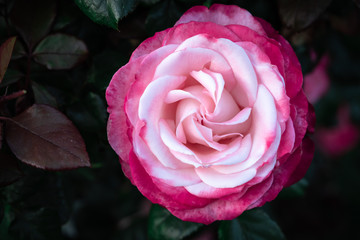 Very close-up on a two-tone rose with detail of the petals. Pink and white rose