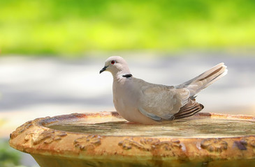 Ring neck dove with bright eyes cools off in a colorful garden birdbath.