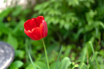 Various plants in the garden