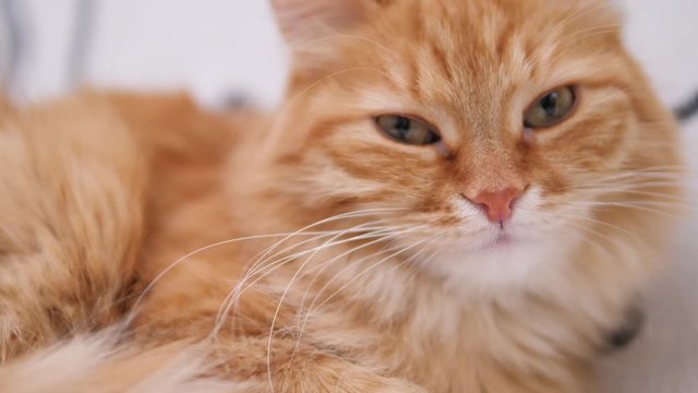 Cute ginger cat has a nap on white couch. Fluffy pet purring with pleasure. Cozy home.