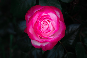 Very close-up on a two-tone rose with detail of the petals. Pink and white rose