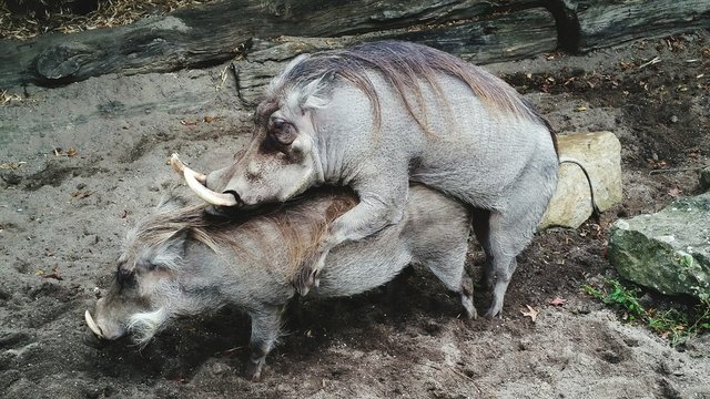 Side View Of Animals Mating