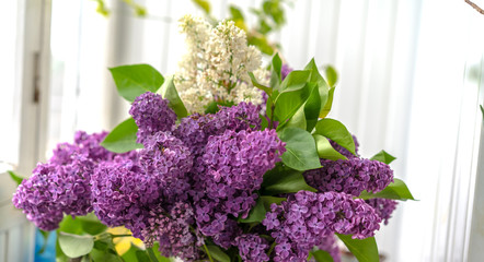 Blossoming branch of lilac on a white background