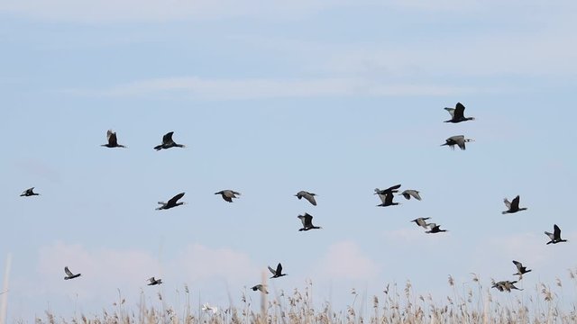 flock of cormorants flies off a tree and fly across the sky slow motion