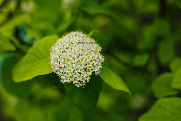 Elderberry blossom, close-up . Elderberry flowers , outdoor nature background.
