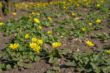 The first flowers at the beginning of the year