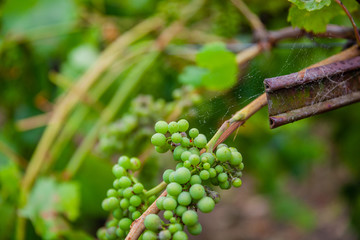 Grapes on vine