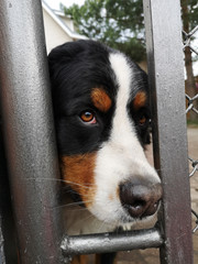 The dog peeks out sad eyes from under the fence.