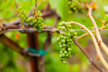 Grapes on vine