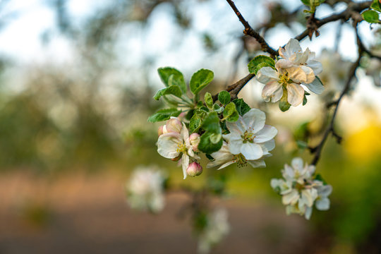 Close up photo of a blooming apple tree branch