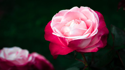 Obraz premium Very close-up on a two-tone rose with detail of the petals that stands out from the dark background. Pink and white rose