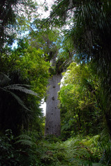 mighty kauri tree on New Zealand north island