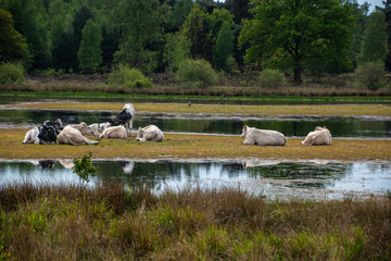 Herd of cows at the watering place