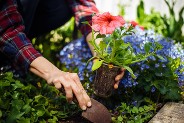 Closeup of woman's hands planting pink flower into the ground in her home garden helping with a...