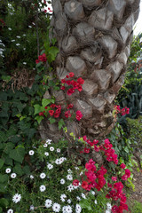 tree trunk with flowers