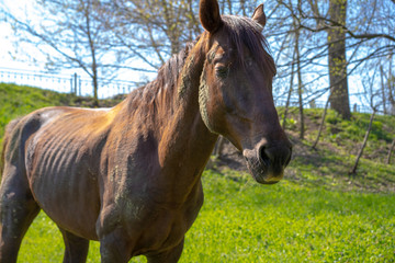 Horse stands on grass background