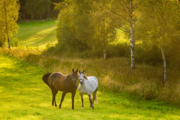Two horses looking at camera
